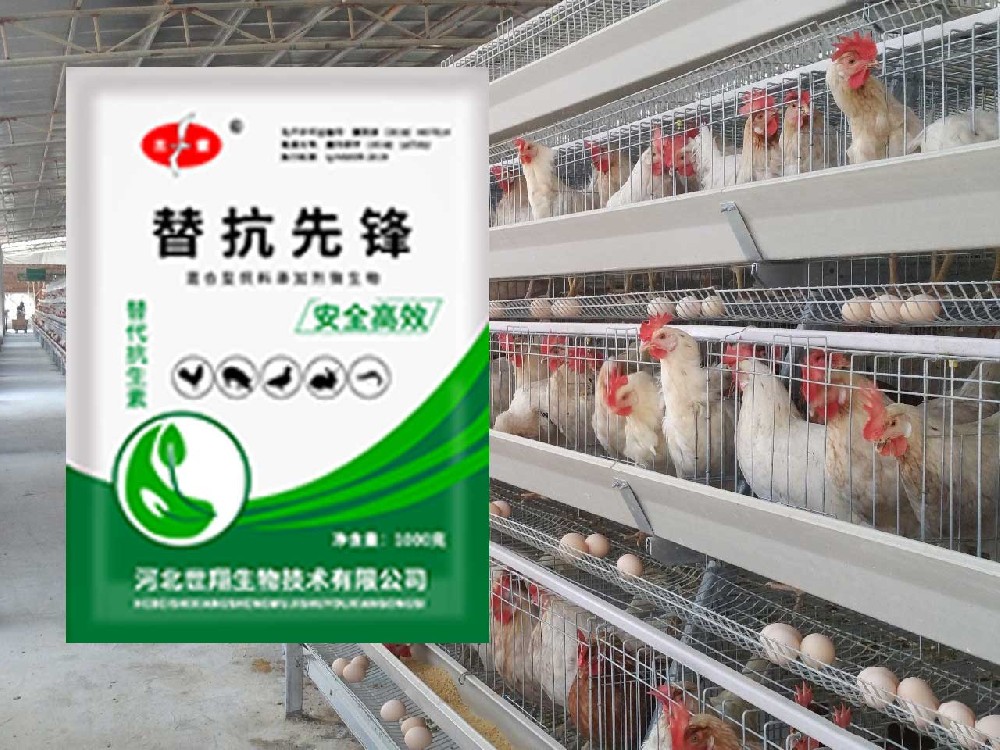 无抗发酵饲料在蛋鸡生产中的应用进展